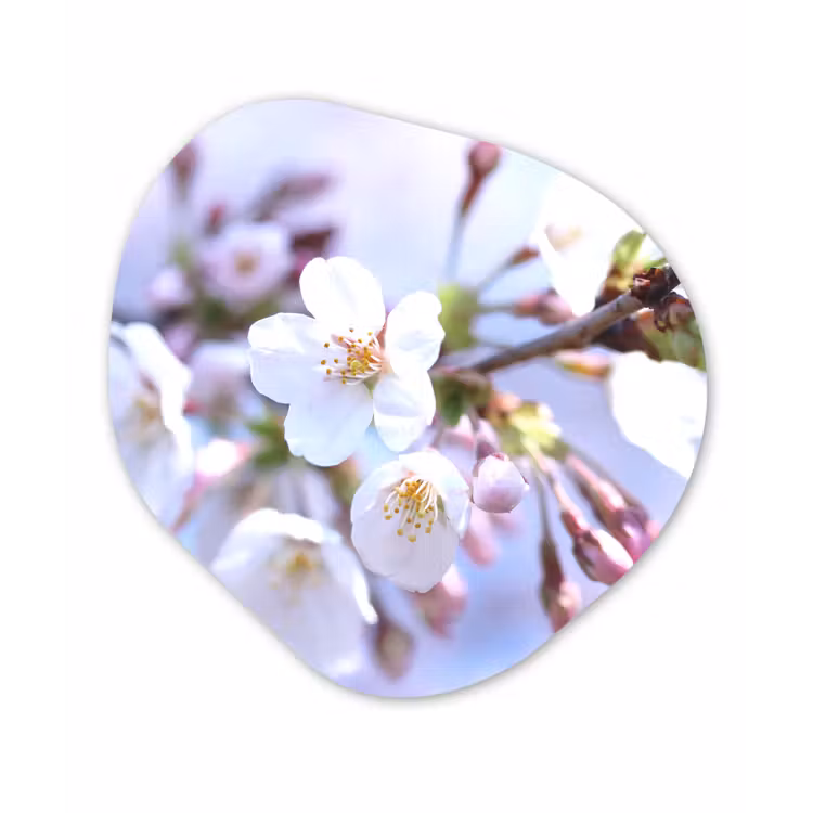 Bloemen - Sakura - Tak - Bloesem takken Wandcirkel Organisch Forex 3mm klein -3d