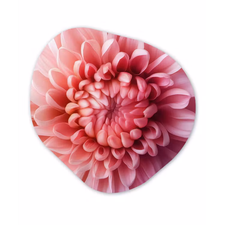 Dahlia - Bloem - Close up - Roze Wandcirkel Organisch Forex 3mm klein -3d