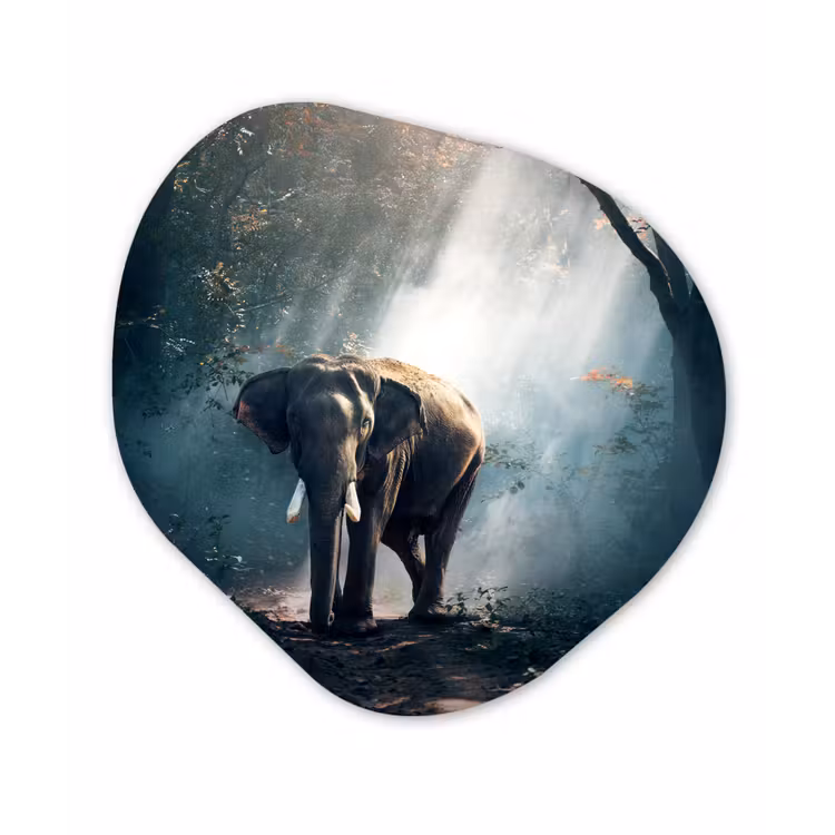 Olifant - Dieren - Licht - Bos - Natuur - Wilde dieren Wandcirkel Organisch Forex 3mm klein -3d