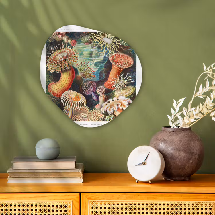 Ernst Haeckel - Anemoon - Retro - Actinae Wandcirkel Organisch Forex 3mm klein -sfeer2
