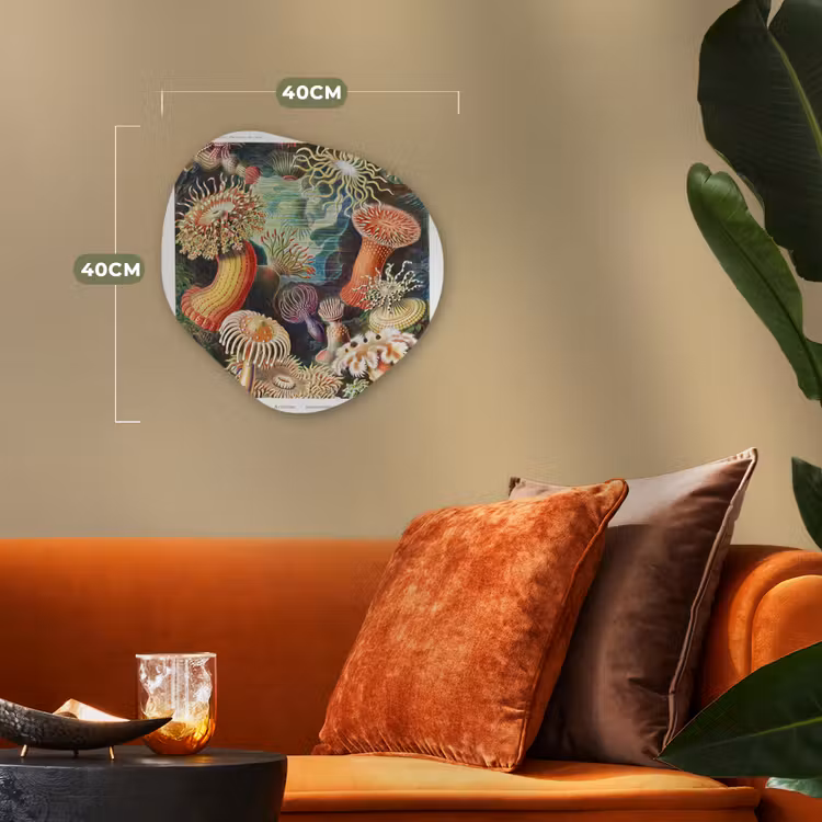 Ernst Haeckel - Anemoon - Retro - Actinae Wandcirkel Organisch Forex 3mm klein -sfeer3