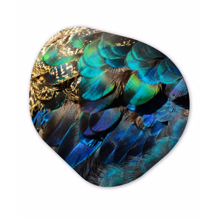 Veren - Pauwveren - Pauw - Blauw - Kunst Wandcirkel Organisch Forex 3mm klein -3d