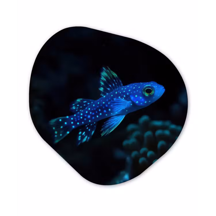 Vis - Stippen - Koraal - Blauw Wandcirkel Organisch Forex 3mm klein -3d