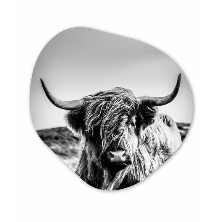 Koe - Schotse hooglander - Zwart - Wit - Dier - Natuur - Wild Wandcirkel Organisch Forex 3mm klein -3d