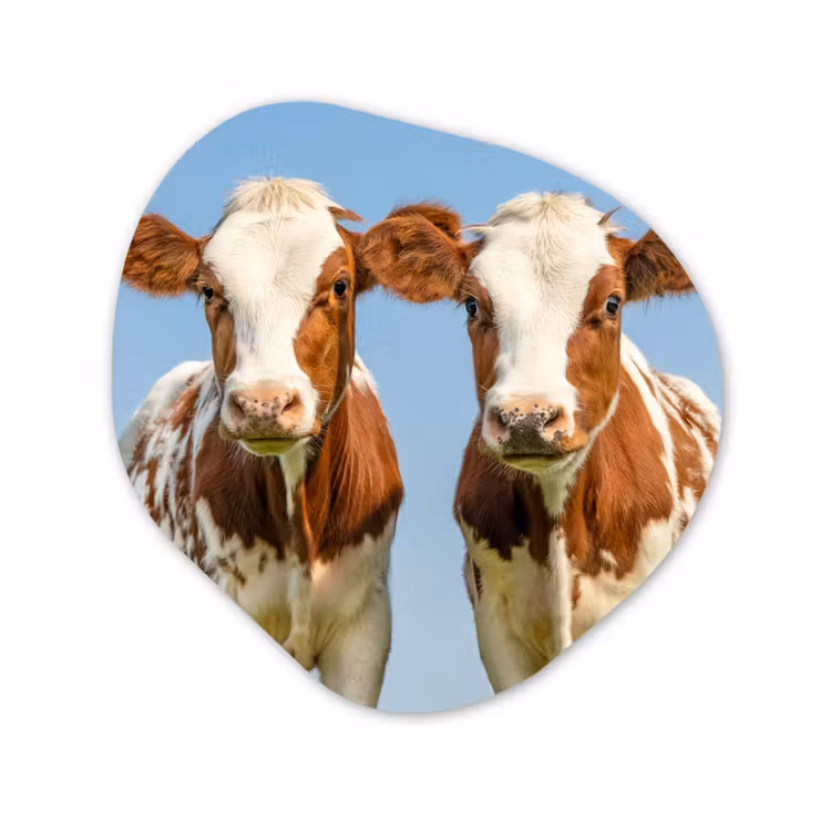 Koeien - Lucht - Dieren - Boerderij - Portret Wandcirkel Organisch Forex 3mm klein -3d