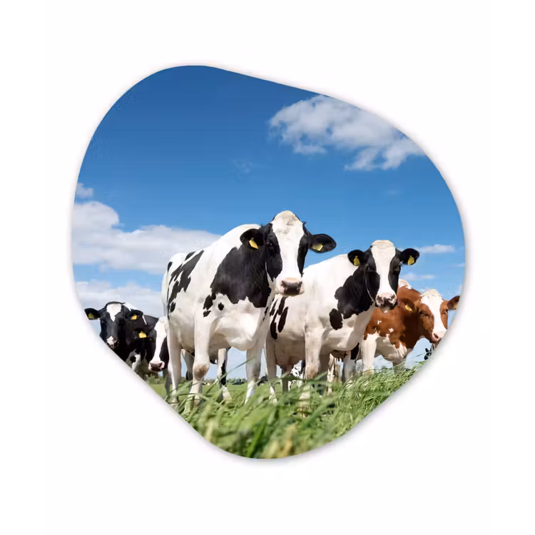 Koeien - Platteland - Weiland - Natuur - Dieren Wandcirkel Organisch Forex 3mm klein -3d