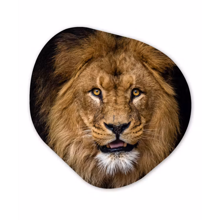 Leeuw - Portret - Zwart - Dieren Wandcirkel Organisch Forex 3mm klein -3d