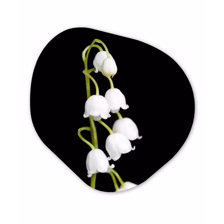 Lelietjes van dalen - Bloemen - Zwart - Flora Wandcirkel Organisch Forex 3mm klein -3d