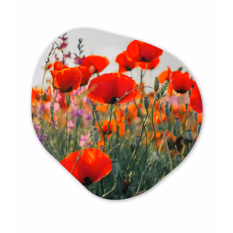 Klaproos - Bloemen - Rood - Paars - Weide Wandcirkel Organisch Forex 3mm klein -3d