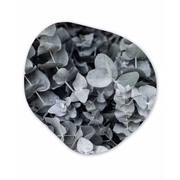 Natuur - Planten - Eucalyptus - Bladeren Wandcirkel Organisch Forex 3mm klein -3d