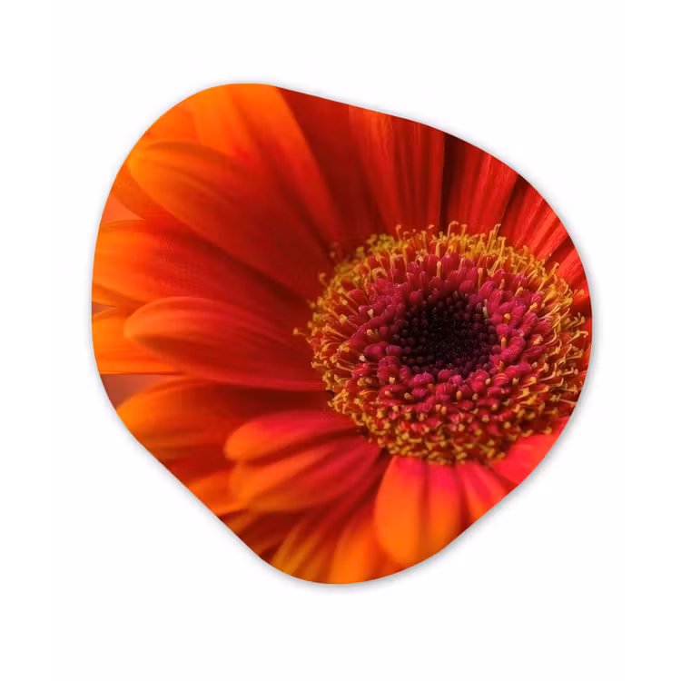 Oranje - Gerbera - Intens Wandcirkel Organisch Forex 3mm klein -3d