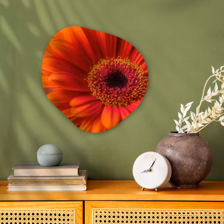 Oranje - Gerbera - Intens Wandcirkel Organisch Forex 3mm klein -sfeer2