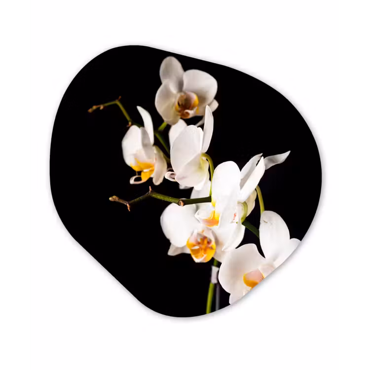 Orchidee - Bloemen - Planten - Botanisch Wandcirkel Organisch Forex 3mm klein -3d