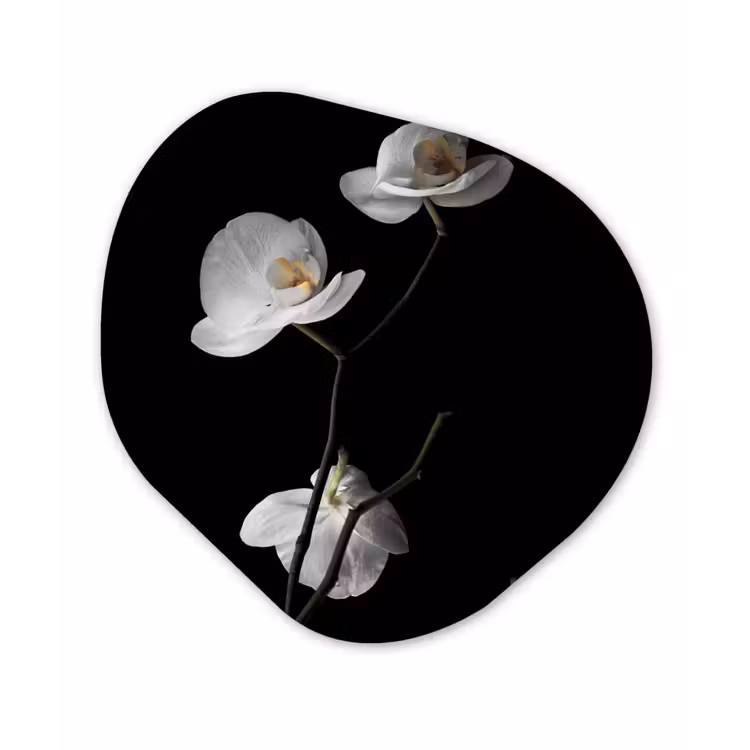 Orchidee - Bloemen - Zwart - Wit - Stilleven Wandcirkel Organisch Forex 3mm klein -3d