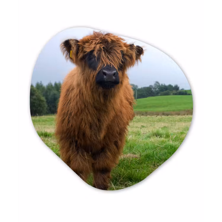 Schotse hooglander - Koeien - Natuur - Groen - Gras Wandcirkel Organisch Forex 3mm klein -3d