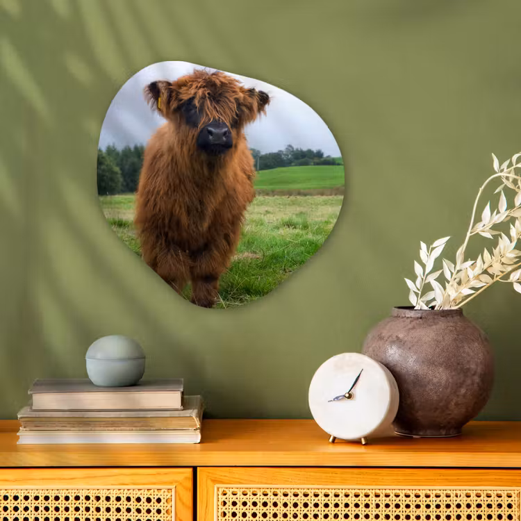 Schotse hooglander - Koeien - Natuur - Groen - Gras Wandcirkel Organisch Forex 3mm klein -sfeer2