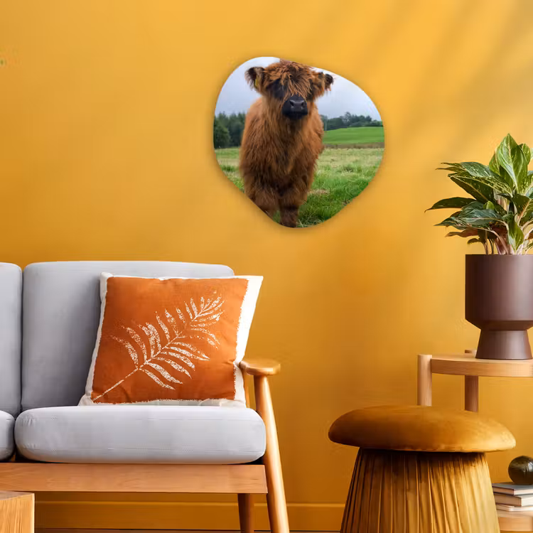 Schotse hooglander - Koeien - Natuur - Groen - Gras Wandcirkel Organisch Forex 3mm klein -sfeer4