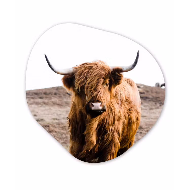 Schotse hooglander - Landschap - Koe - Bruin - Dieren - Natuur Wandcirkel Organisch Forex 3mm klein -3d