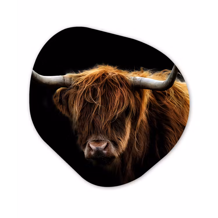 Schotse Hooglander - Horens - Zwart - Dieren - Natuur - Wild - Koe Wandcirkel Organisch Forex 3mm klein -3d
