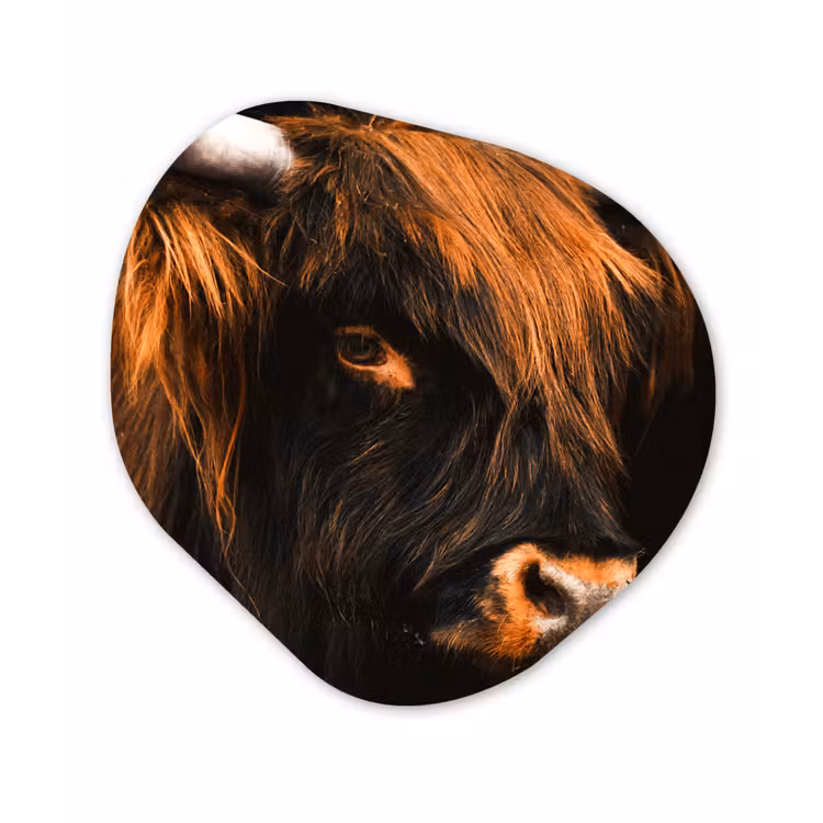 Schotse hooglander - Zwart - Koe - Hoorn - Dieren Wandcirkel Organisch Forex 3mm klein -3d