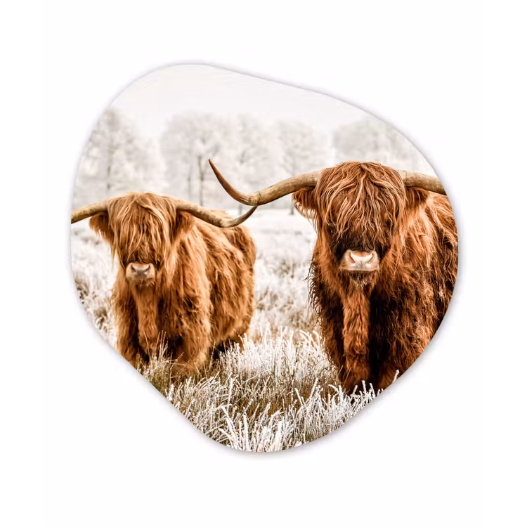 Schotse hooglander - Koe - Dieren - Natuur - Heide Wandcirkel Organisch Forex 3mm klein -3d