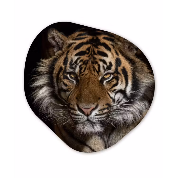 Tijger - Wilde dieren - Portret Wandcirkel Organisch Forex 3mm klein -3d