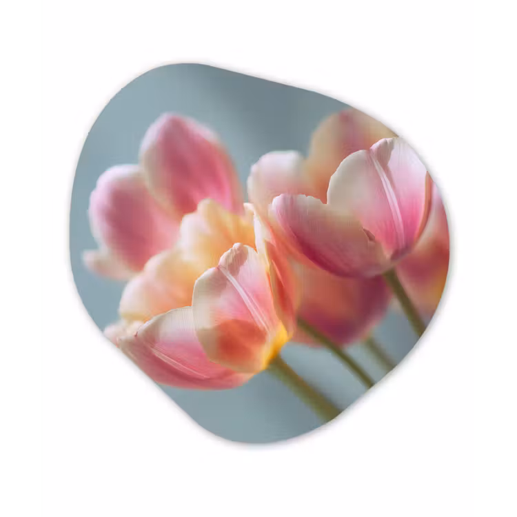 Tulpen - Roze - Stelen Wandcirkel Organisch Forex 3mm klein -3d