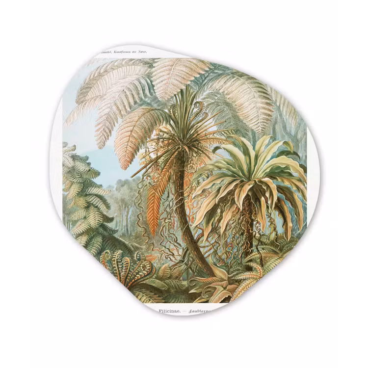 Filicinae - Vintage - Oude meesters - Varens Wandcirkel Organisch Forex 3mm klein -3d