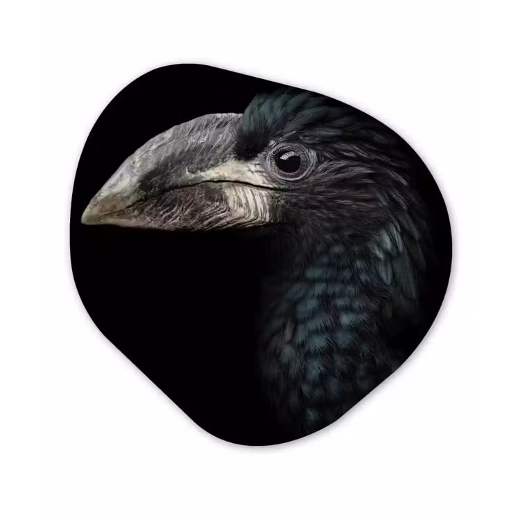 Vogel - Portret - Neushoornvogel - Zwart - Dieren Wandcirkel Organisch Forex 3mm klein -3d