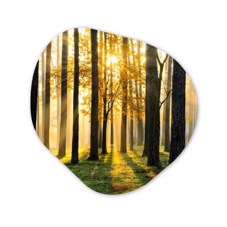 Bos - Zon - Bomen - Gras - Landschap - Natuur Wandcirkel Organisch Forex 3mm klein -3d