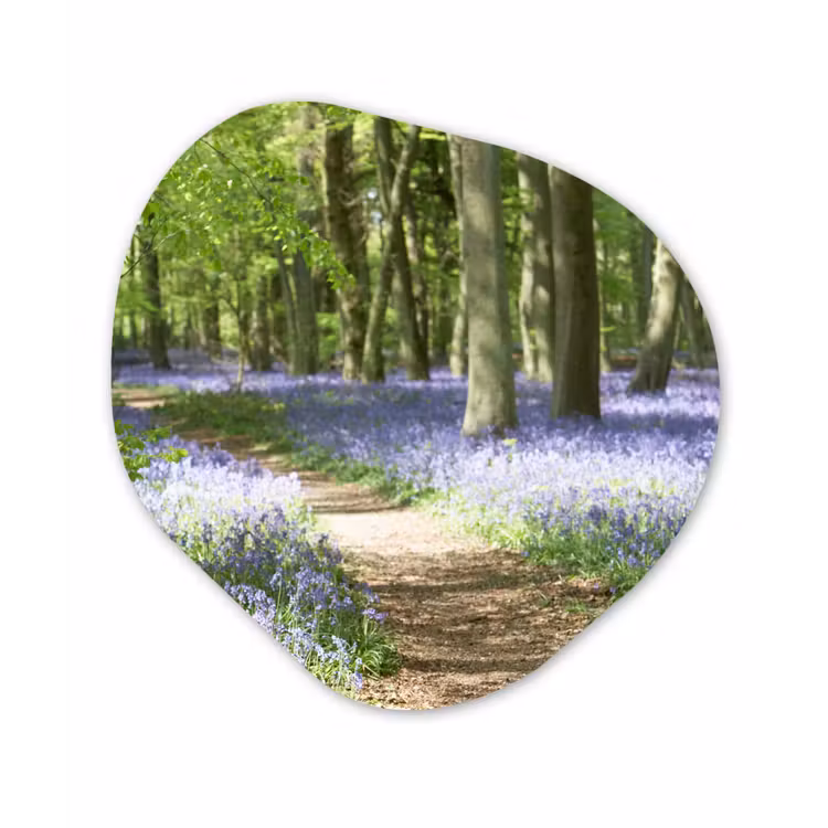 Bos - Pad - Bloemen - Paars - Groen - Natuur Wandcirkel Organisch Forex 3mm klein -3d