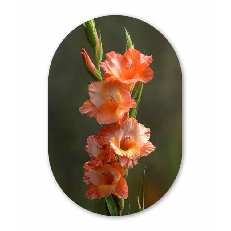 Bloem - Gladiolen - Zalmroze Wandcirkel Ovaal Forex klein -3d