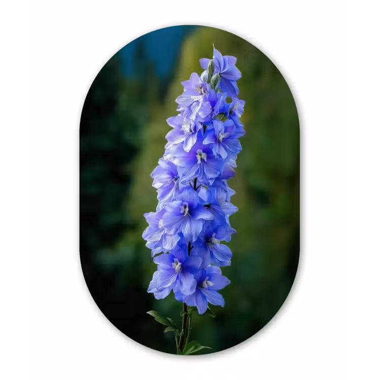 Bloemen - Blauw - Dennenboom Wandcirkel Ovaal Forex klein -3d