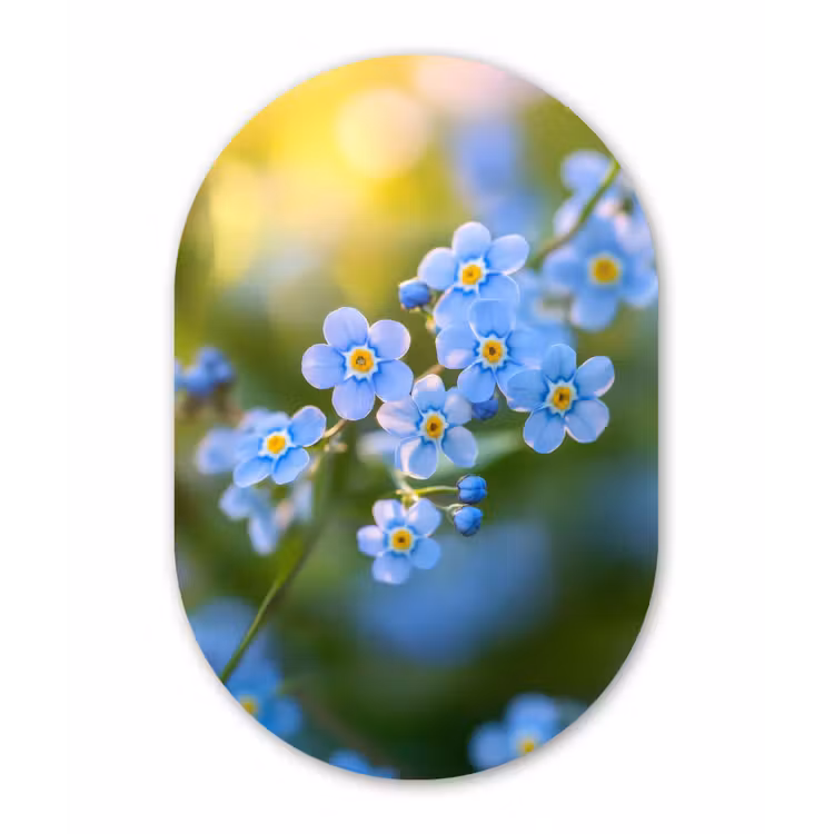 Bloemetjes - Blauw - Vergeet mij nietjes Wandcirkel Ovaal Forex klein -3d