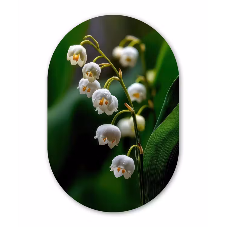 Bloemen - Wit - Bladeren - Lelietjes Wandcirkel Ovaal Forex klein -3d