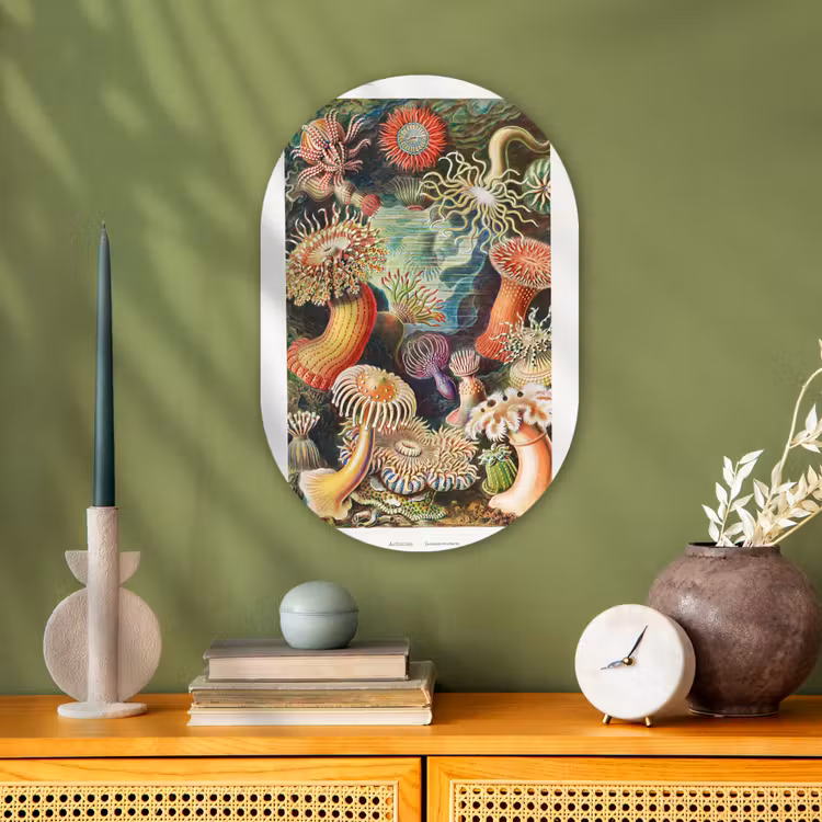 Ernst Haeckel - Anemoon - Retro - Actinae Wandcirkel Ovaal Forex klein -sfeer2