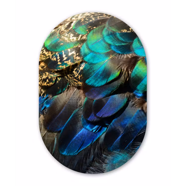 Veren - Pauwveren - Pauw - Blauw - Kunst Wandcirkel Ovaal Forex klein -3d