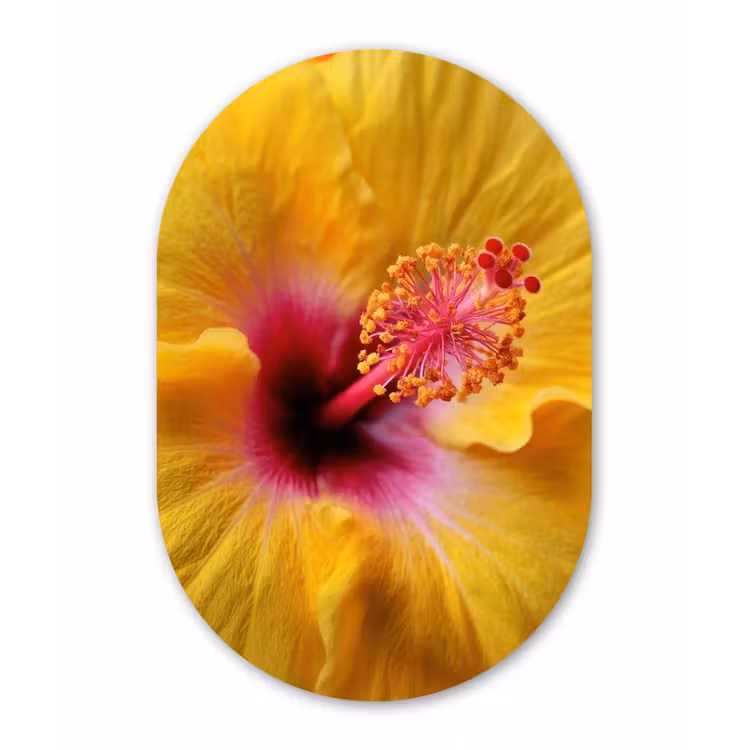 Geel - Hibiscus - Tropisch Wandcirkel Ovaal Forex klein -3d