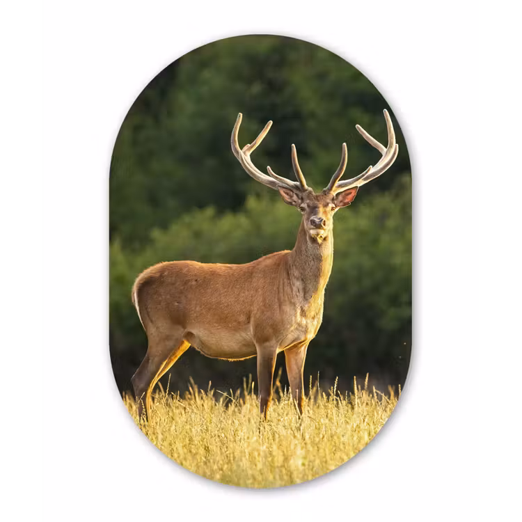 Hert - Gewei - Gras - Natuur - Dieren - Groen Wandcirkel Ovaal Forex klein -3d
