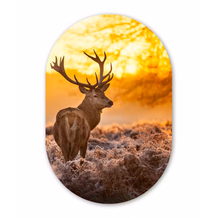 Hert - Dieren - Zonsondergang - Winter - Heide - Natuur Wandcirkel Ovaal Forex klein -3d