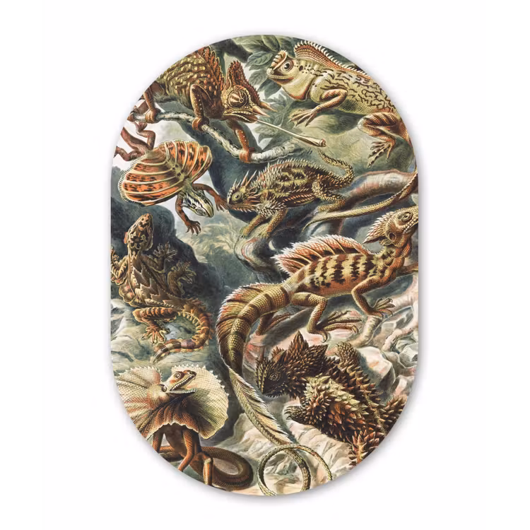 Vintage - Kunst - Ernst Haeckel - Salamanders Wandcirkel Ovaal Forex klein -3d