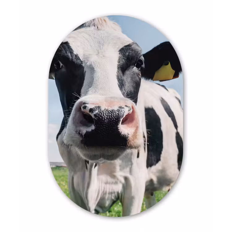 Koe - Weiland - Natuur - Dieren - Gras Wandcirkel Ovaal Forex klein -3d