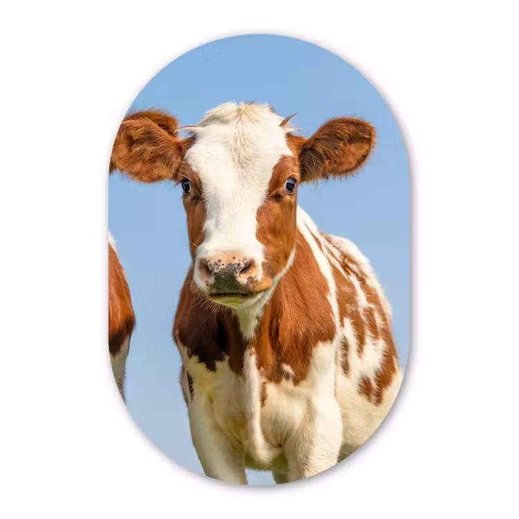 Koeien - Lucht - Dieren - Boerderij - Portret Wandcirkel Ovaal Forex klein -3d
