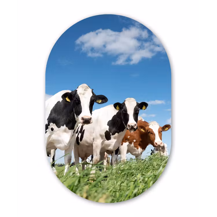 Koeien - Platteland - Weiland - Natuur - Dieren Wandcirkel Ovaal Forex klein -3d