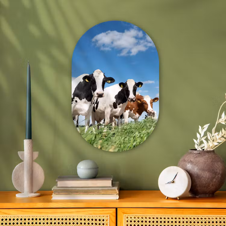 Koeien - Platteland - Weiland - Natuur - Dieren Wandcirkel Ovaal Forex klein -sfeer2
