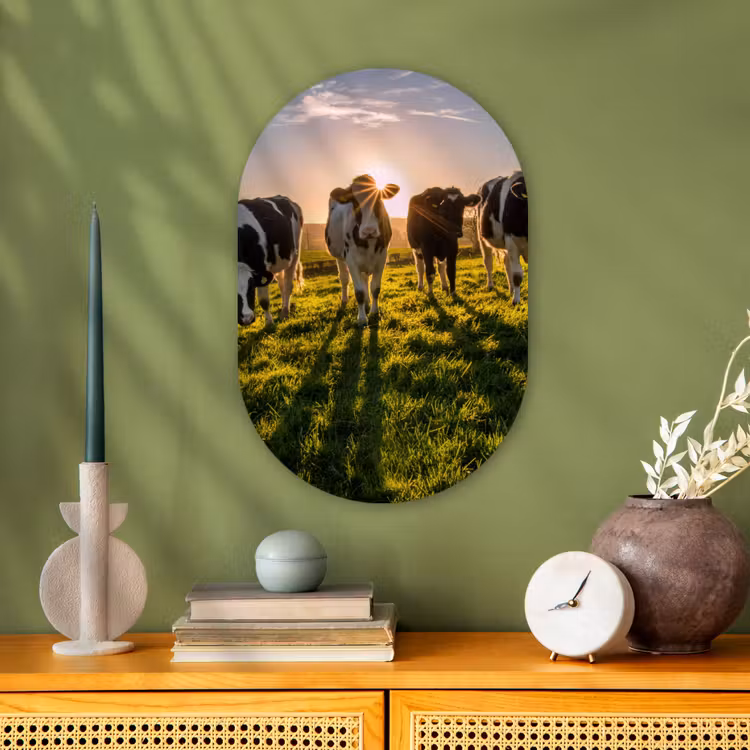 Koeien - Zon - Gras - Dieren - Boerderij Wandcirkel Ovaal Forex klein -sfeer2