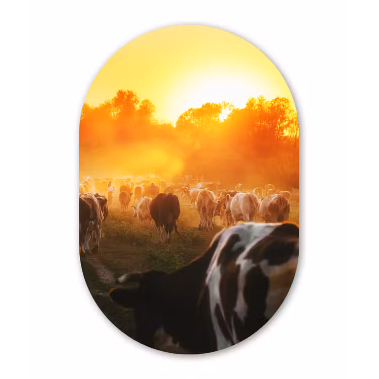 Koeien - Zonsondergang - Weiland - Dieren Wandcirkel Ovaal Forex klein -3d