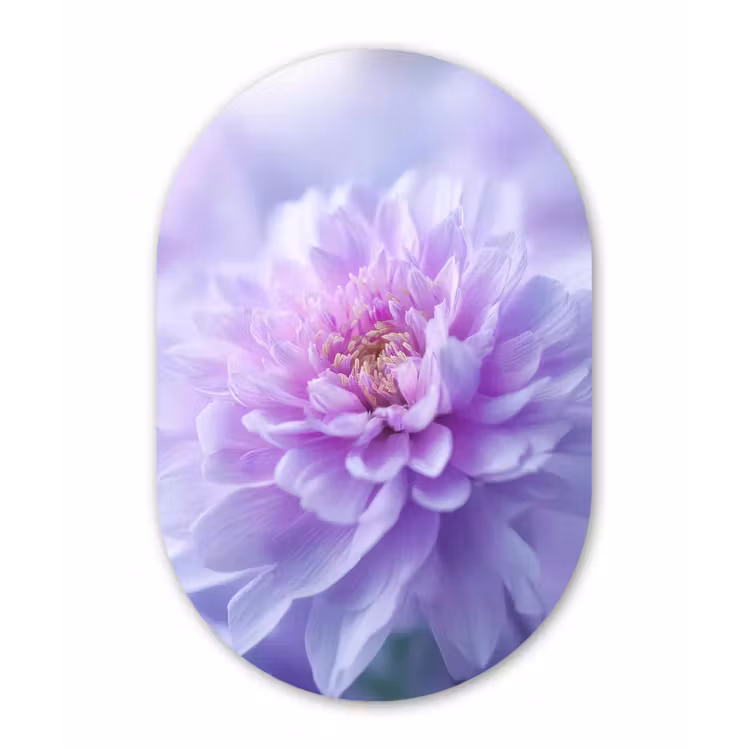 Paars - Dahlia - Dromerig Wandcirkel Ovaal Forex klein -3d