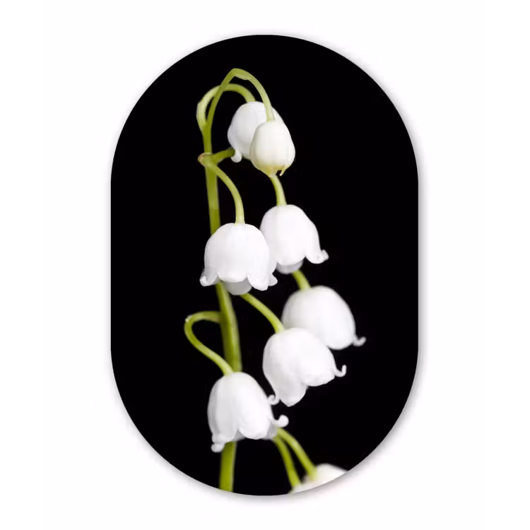 Lelietjes van dalen - Bloemen - Zwart - Flora Wandcirkel Ovaal Forex klein -3d