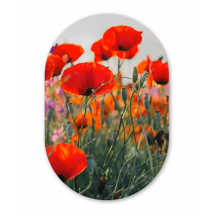 Klaproos - Bloemen - Wilde bloemen Wandcirkel Ovaal Forex klein -3d